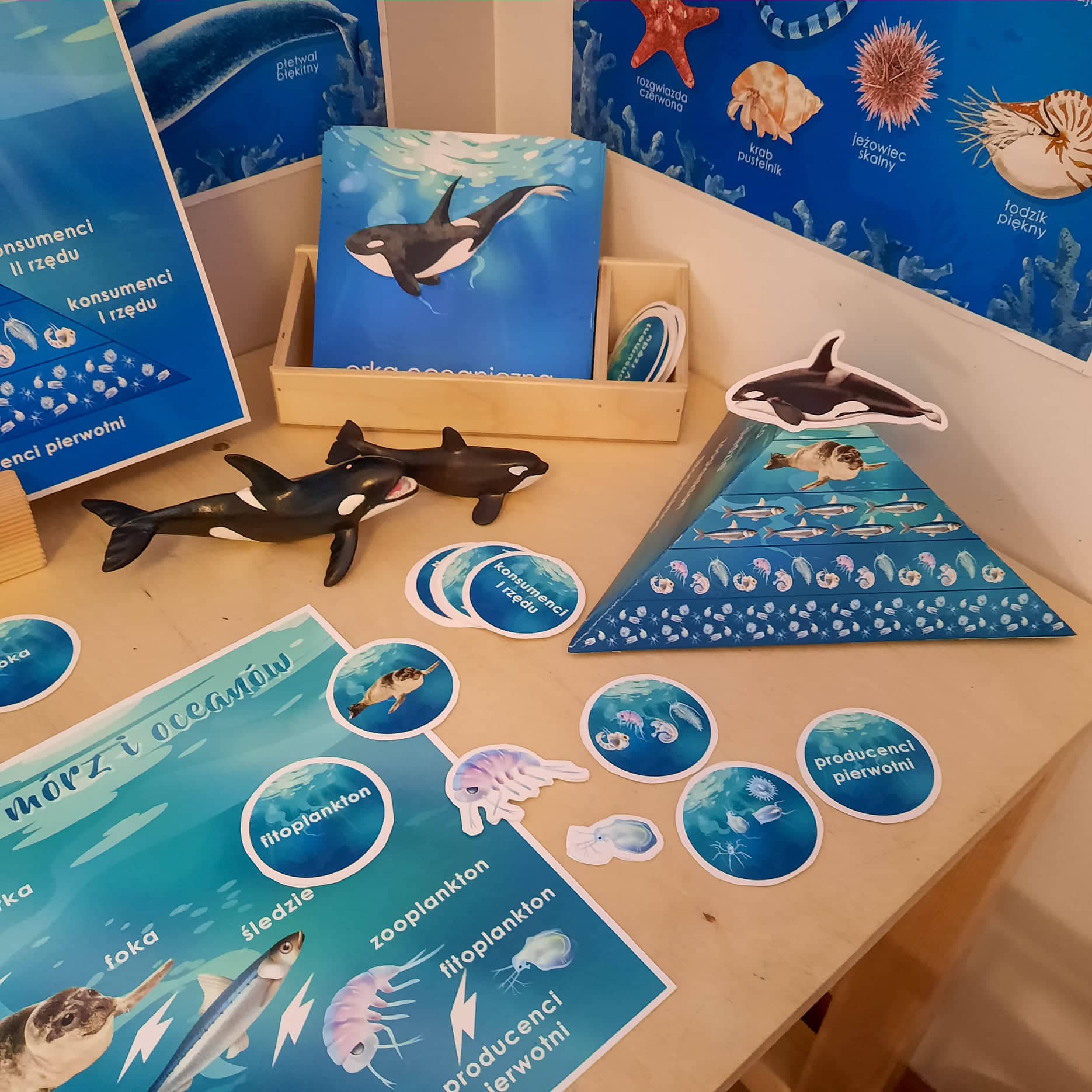 Łańcuch pokarmowy mórz i oceanów 2