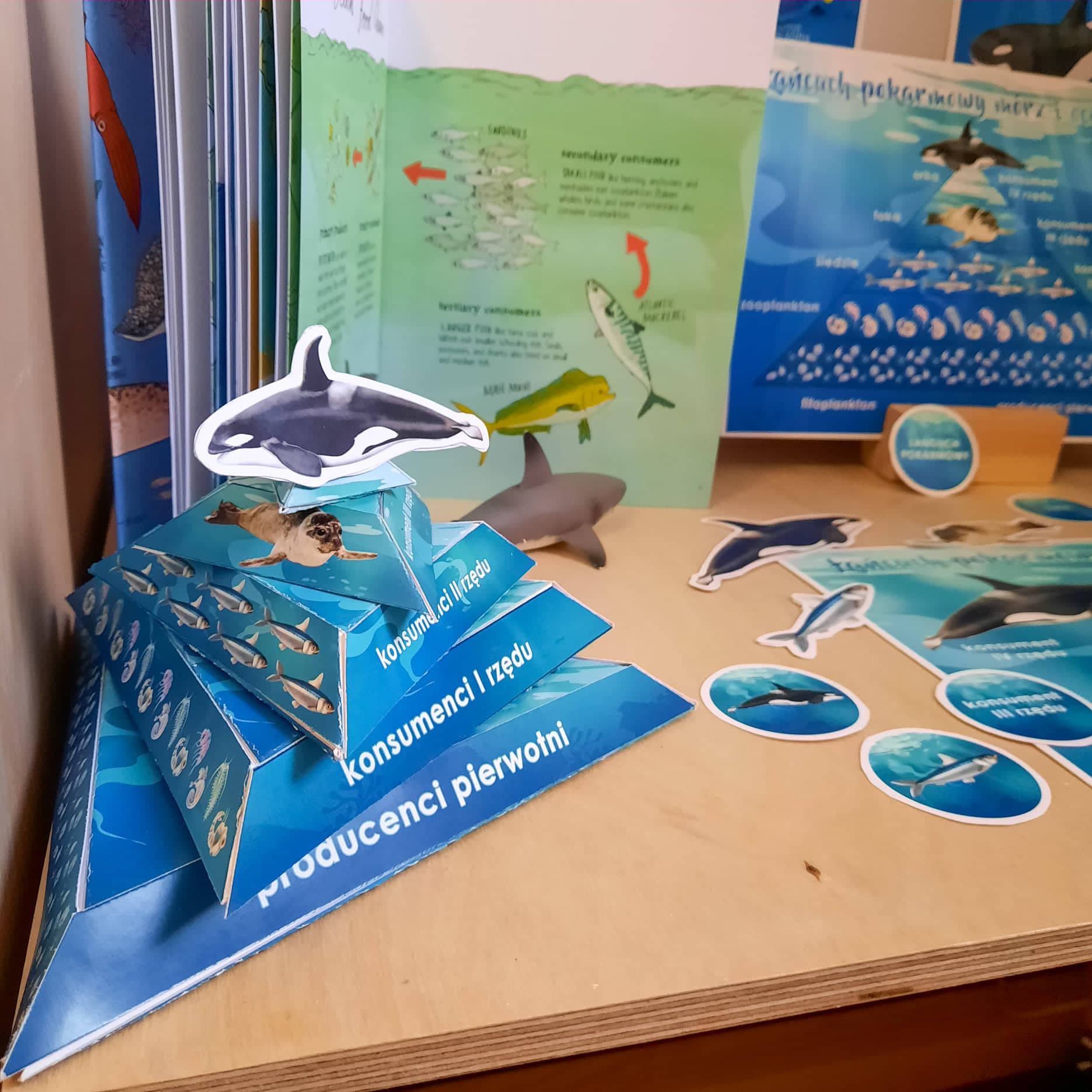 Łańcuch pokarmowy mórz i oceanów 3