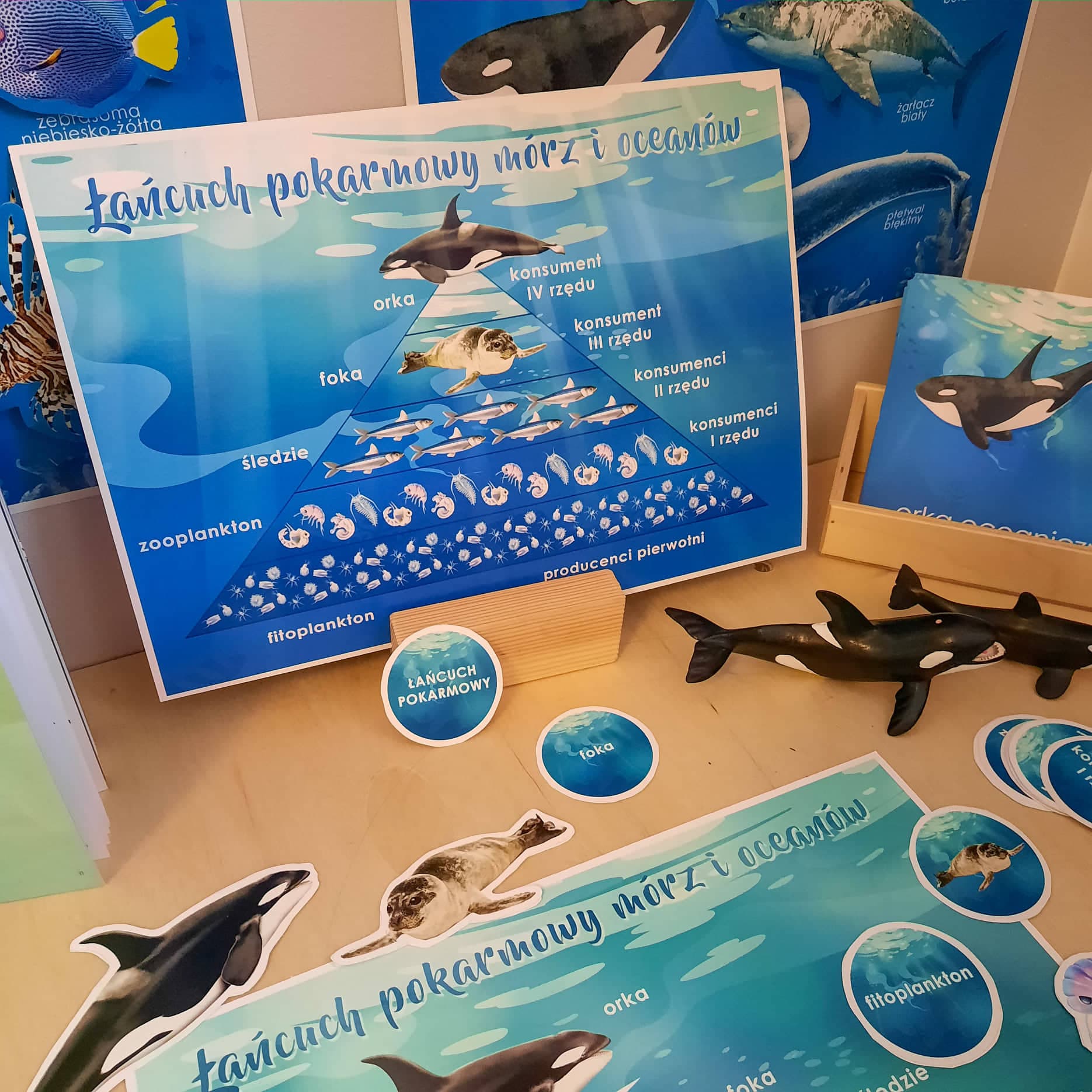 Łańcuch pokarmowy mórz i oceanów 4