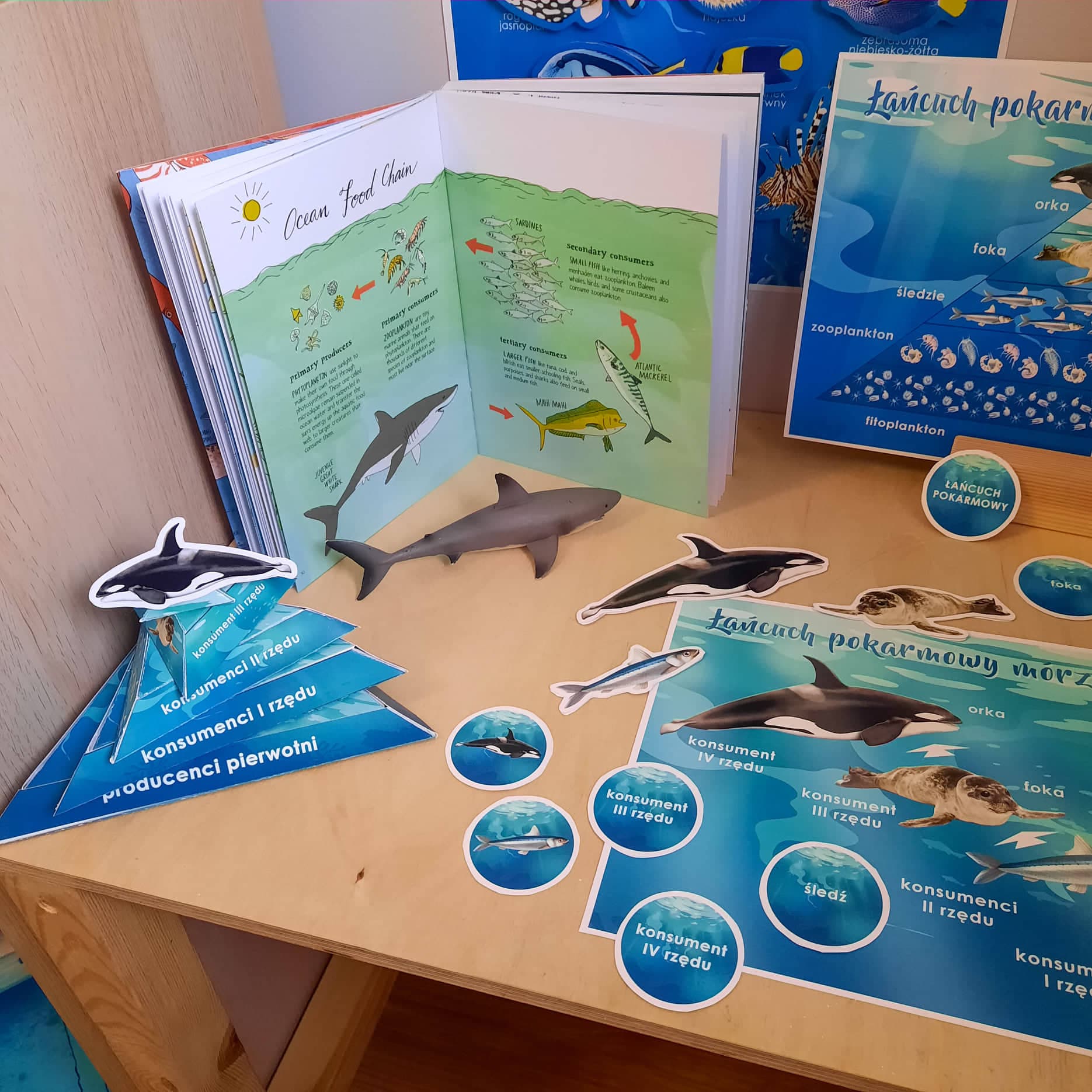 Łańcuch pokarmowy mórz i oceanów 5
