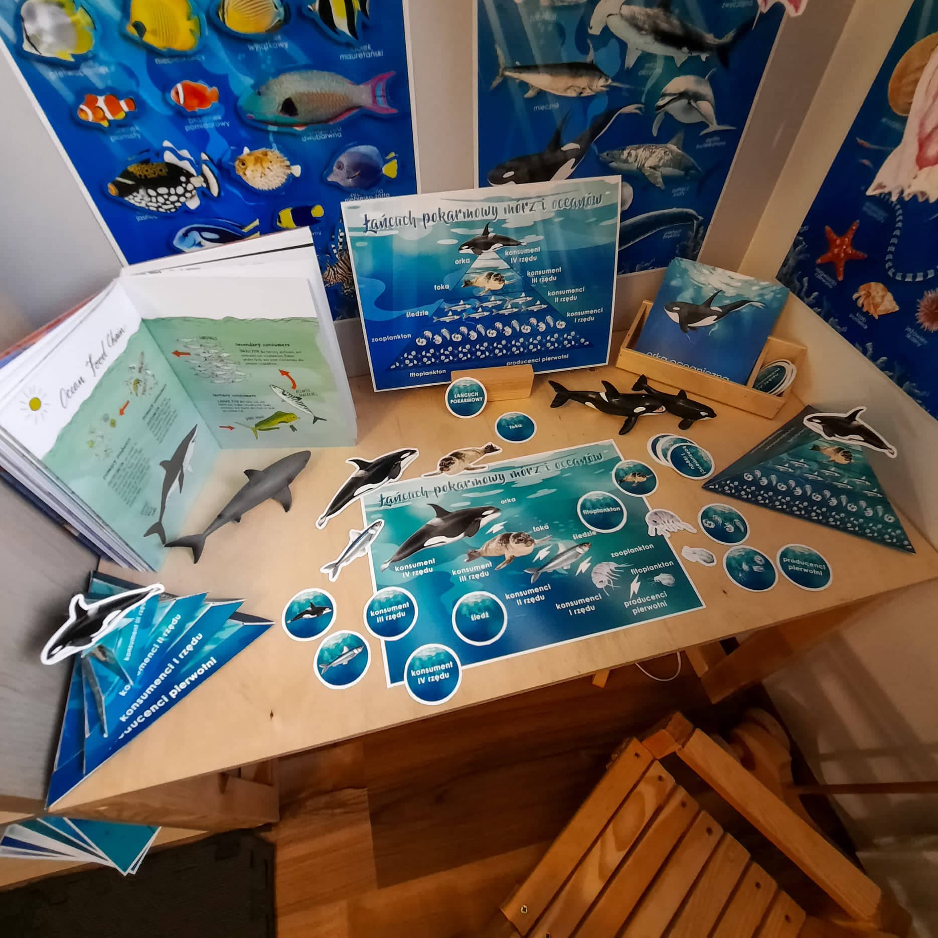 Łańcuch pokarmowy mórz i oceanów 6