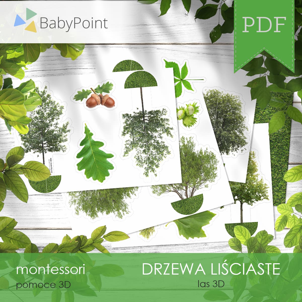 Drzewa liściaste 4