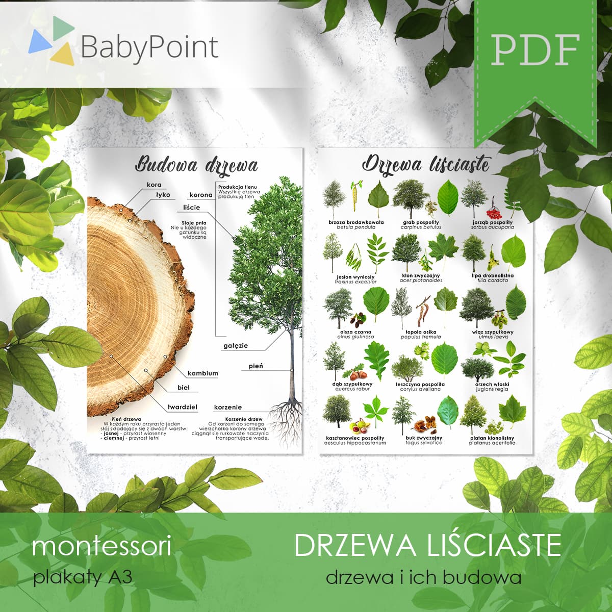 Drzewa liściaste 3