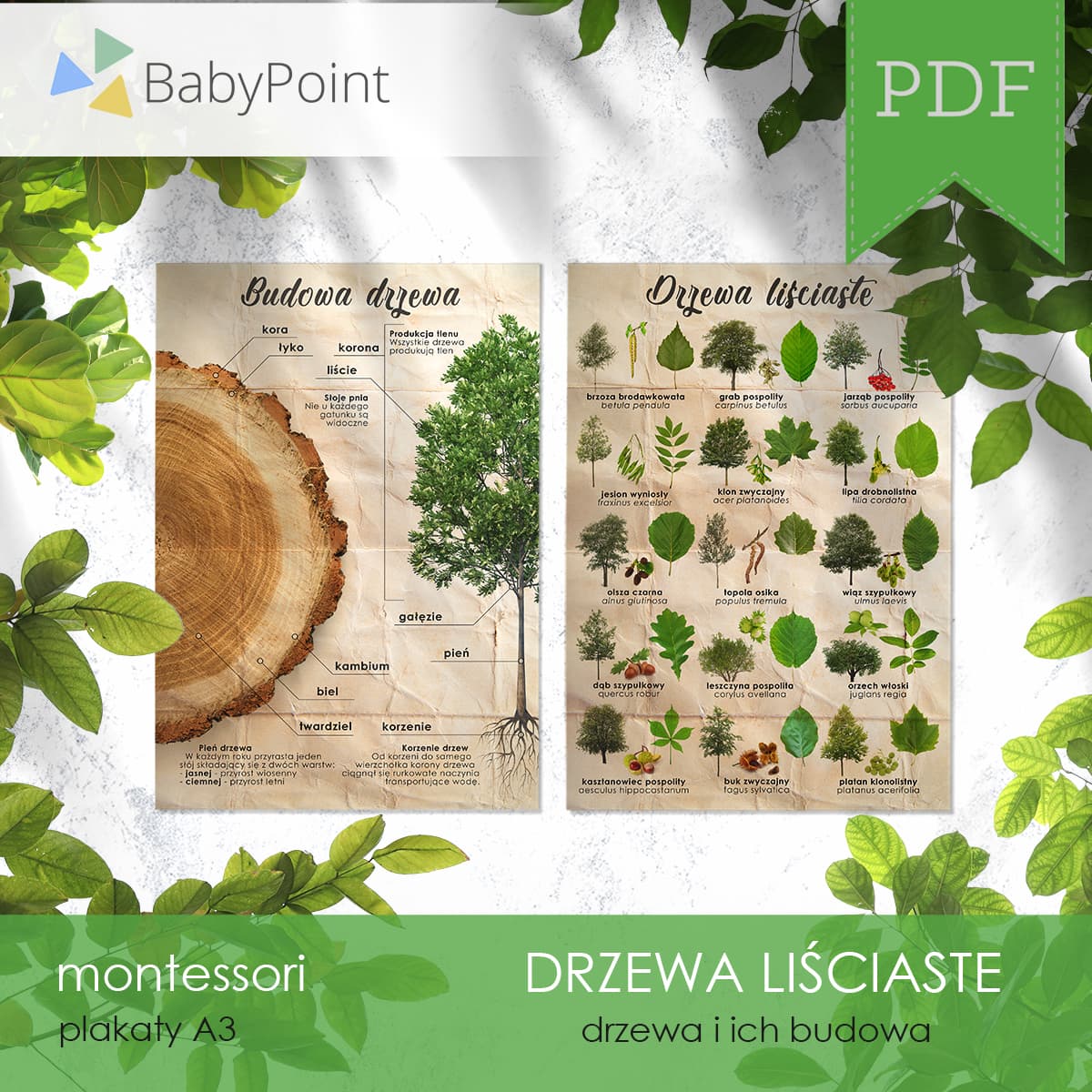 Drzewa liściaste 4
