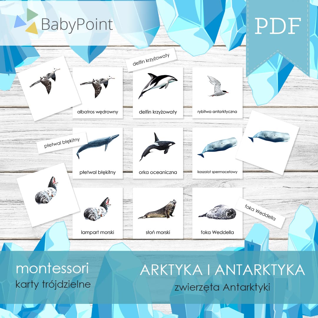 Zwierzęta Antarktyki 2