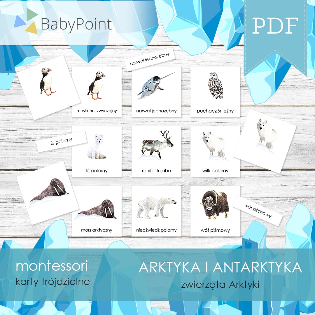 Zwierzęta Arktyki 2