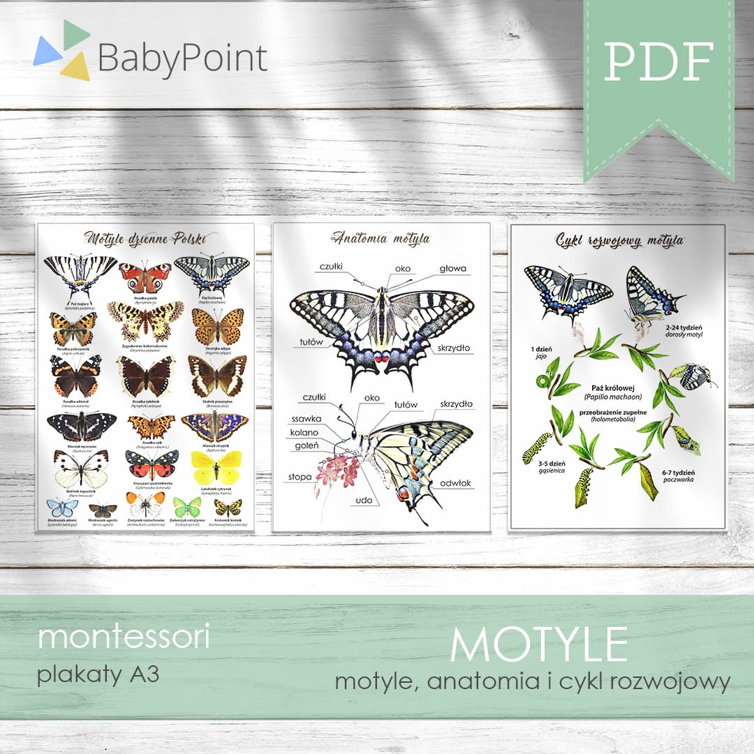 Motyle 2