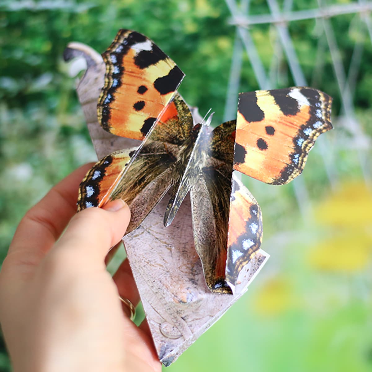 Motyl w kokonie 3
