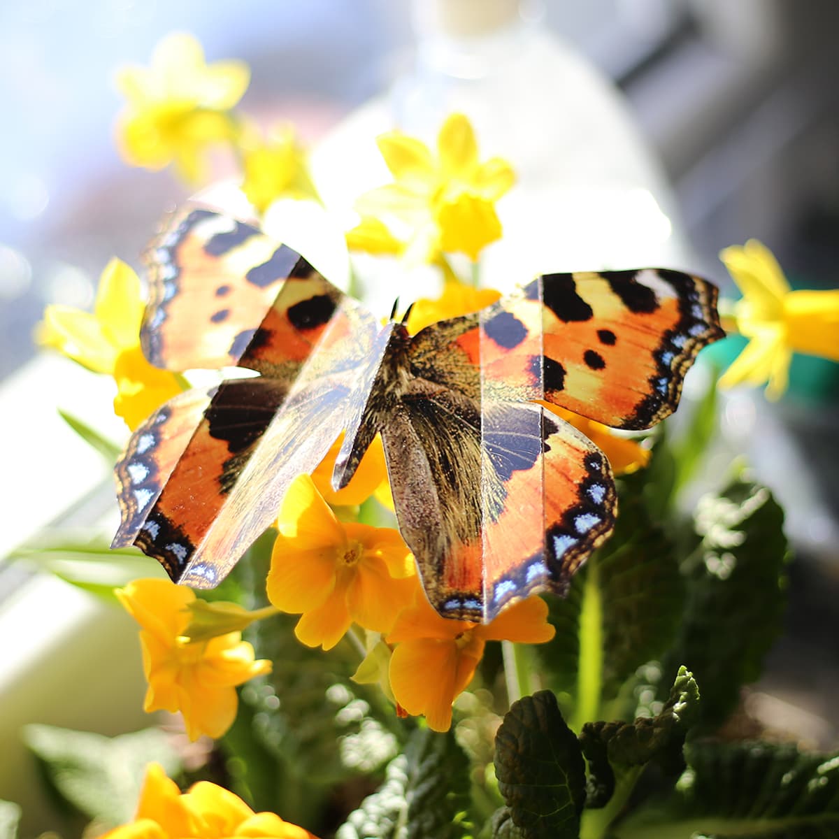 Motyl w kokonie 4