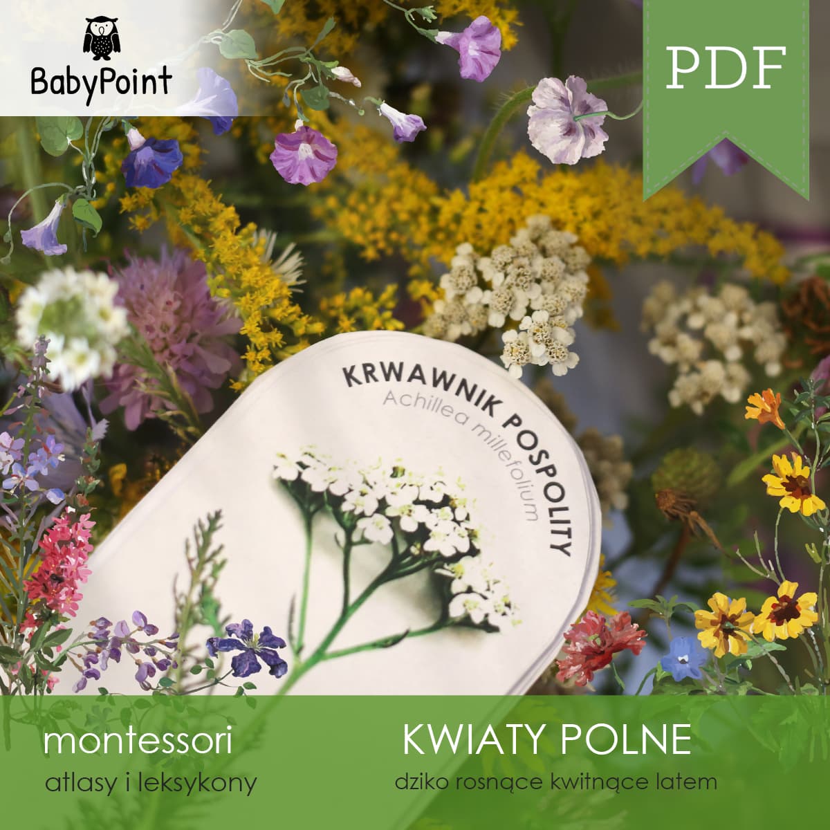 Kwiaty polne 2