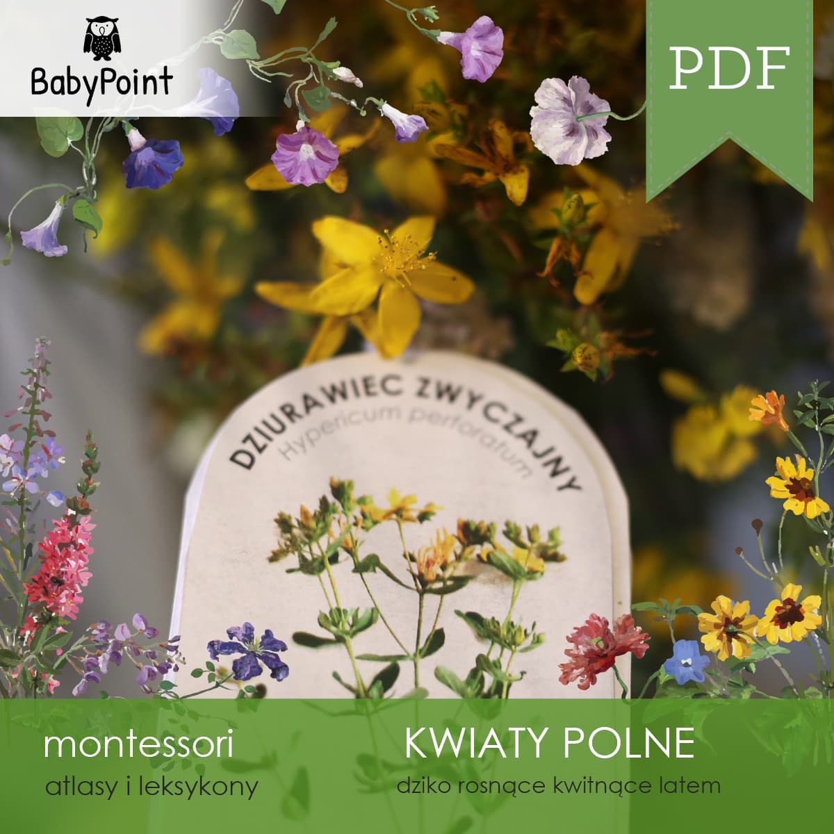Kwiaty polne 3