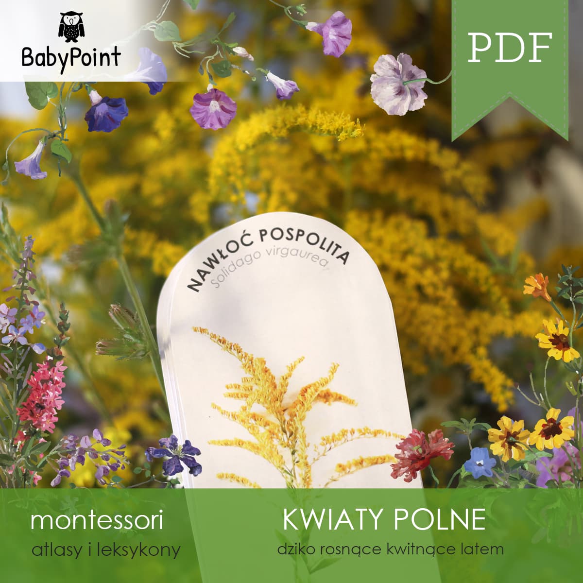 Kwiaty polne 4