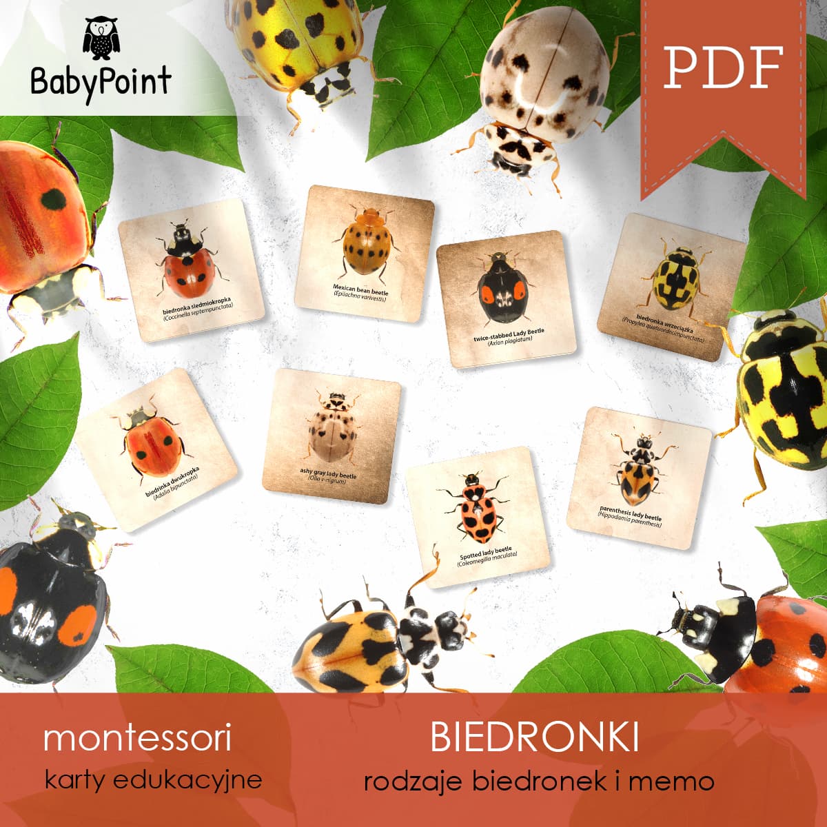 Biedronki 1