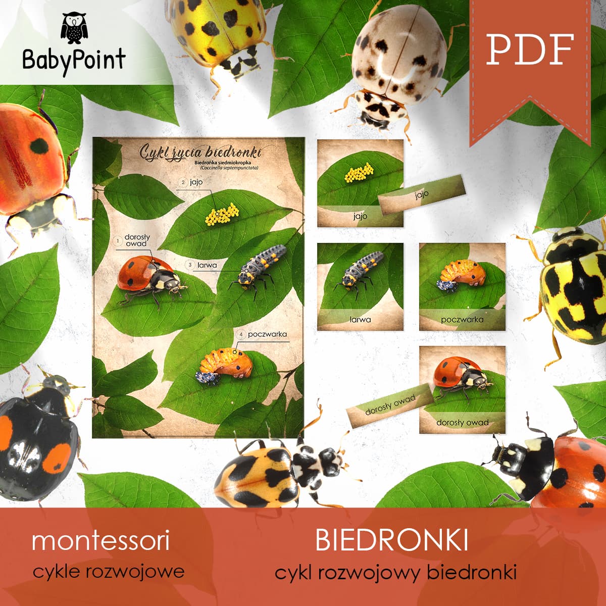 Biedronki 6