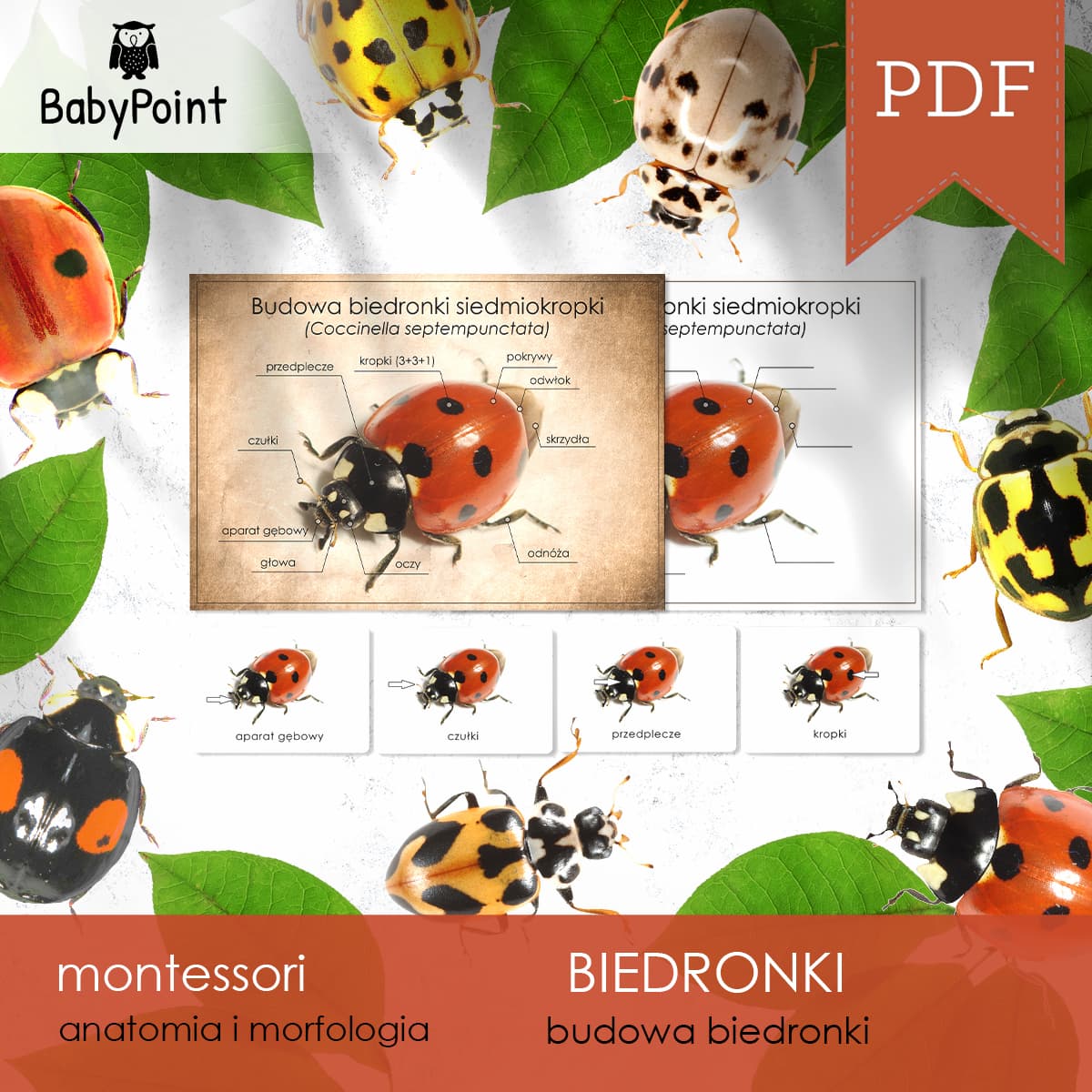 Budowa biedronki