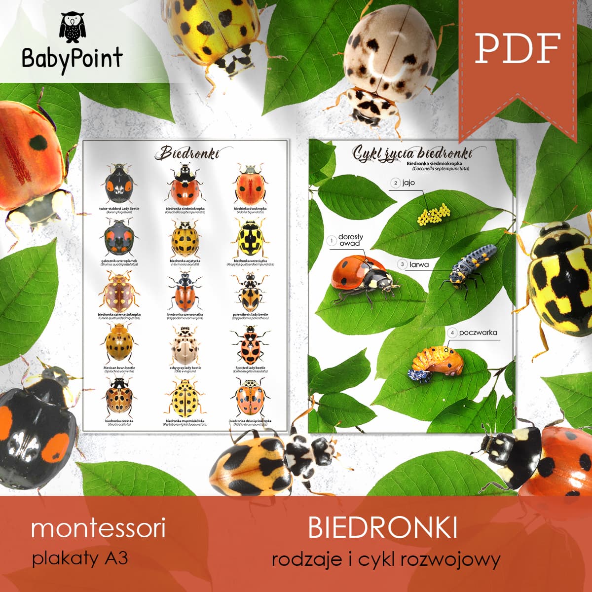 Biedronki 2