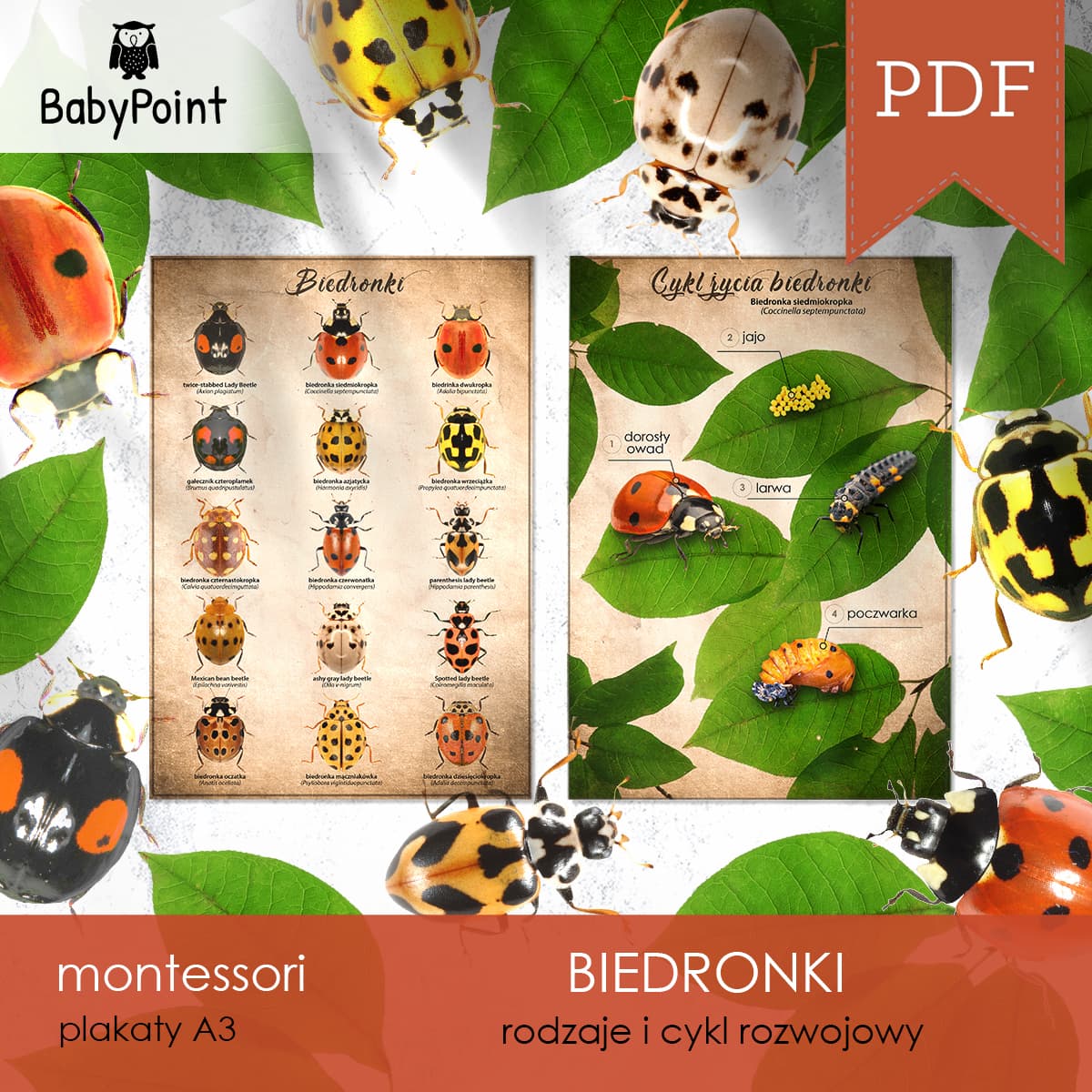 Biedronki