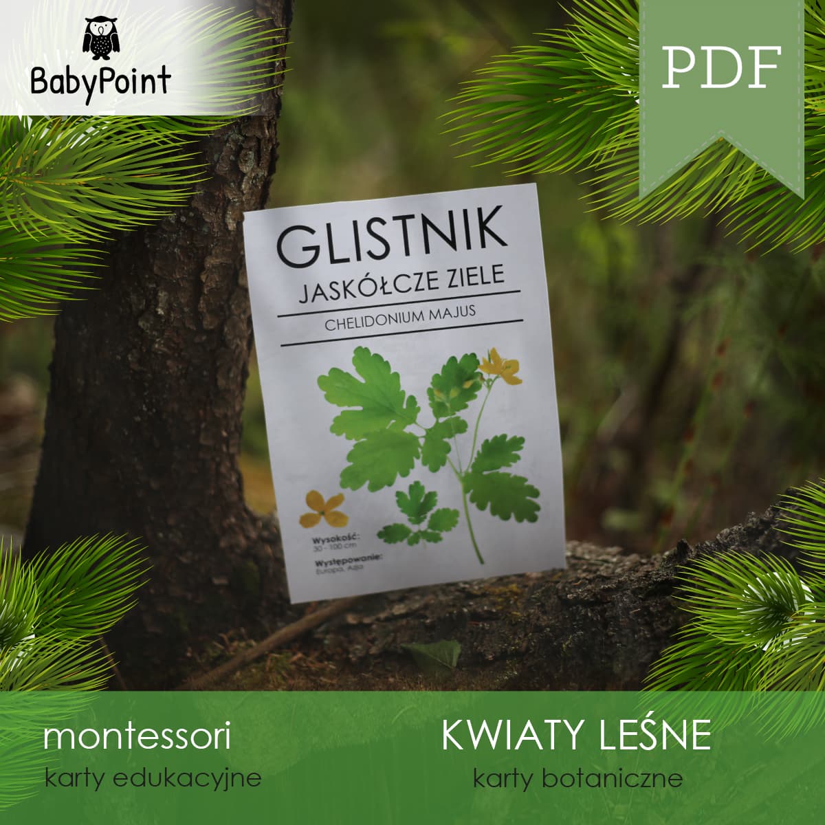 Kwiaty leśne 6