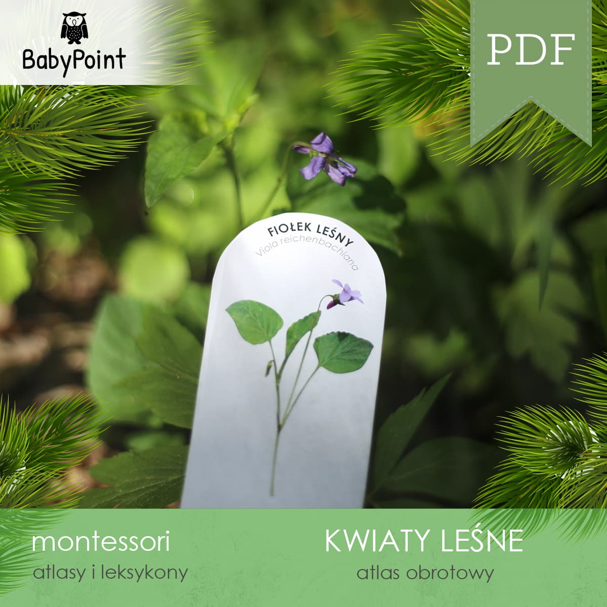 Kwiaty leśne 5
