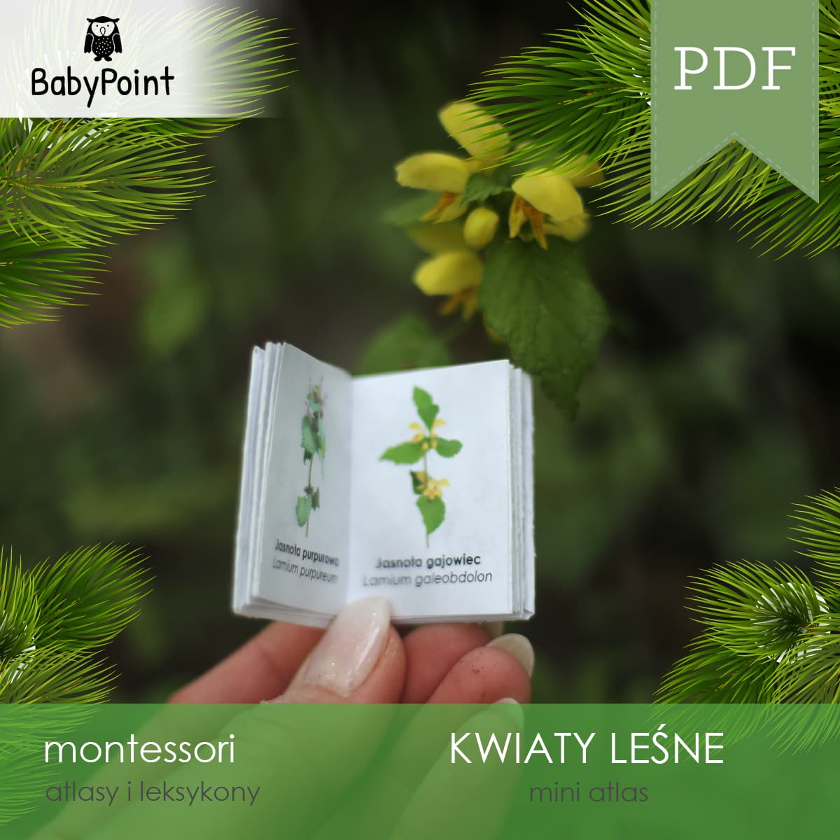 Mini atlas kwiatów leśnych 3