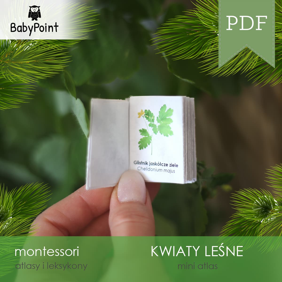 Mini atlas kwiatów leśnych 4