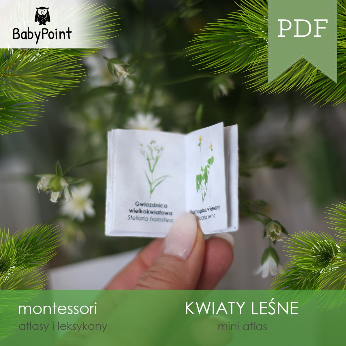 Mini atlas kwiatów leśnych 6