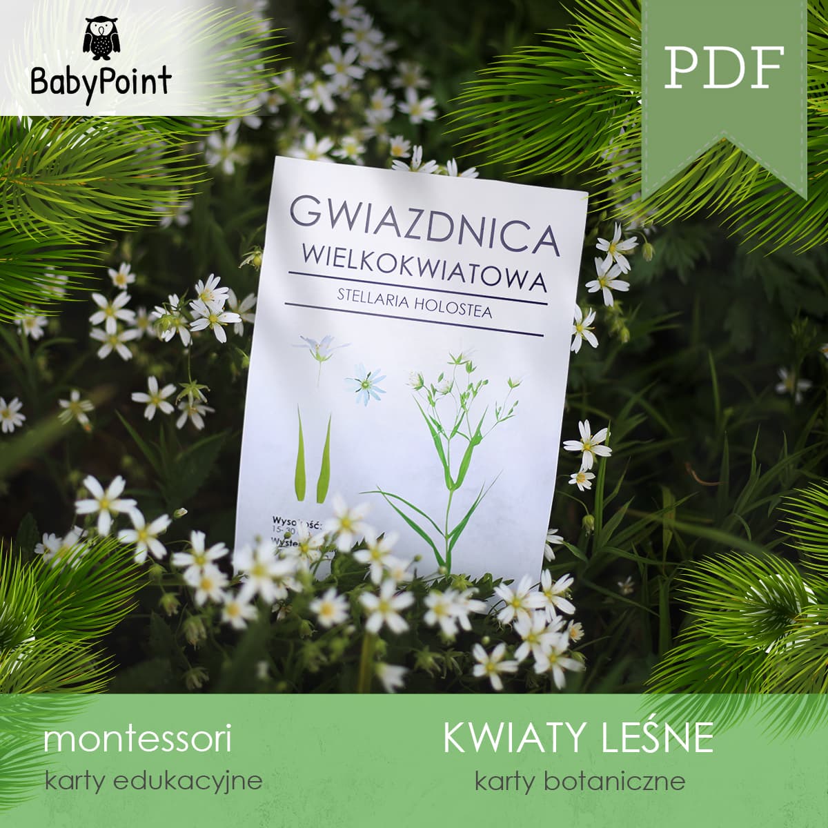 Karty botaniczne kwiatów leśnych 3