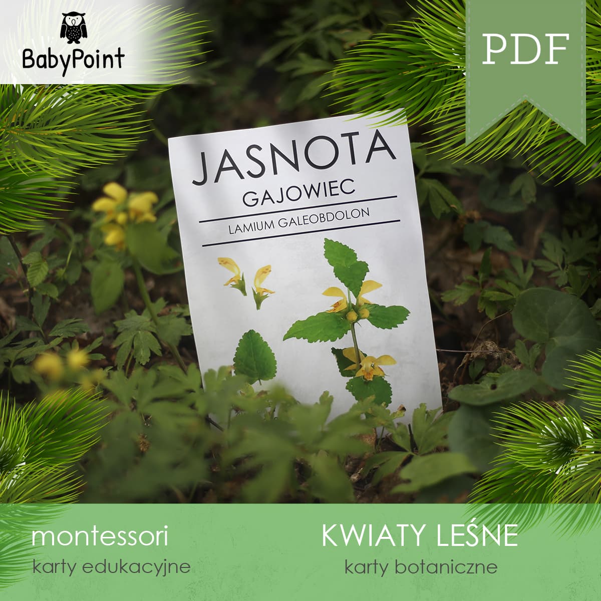 Karty botaniczne kwiatów leśnych