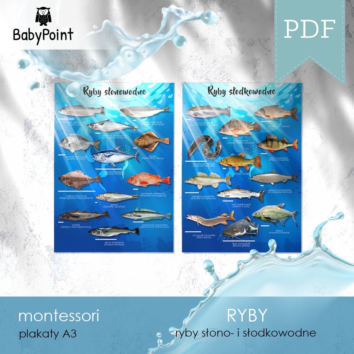 Ryby
