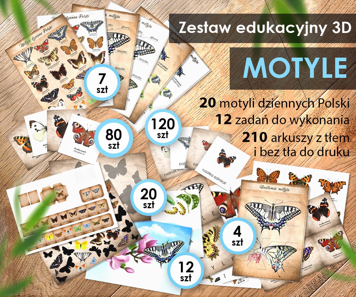 Motyle 3