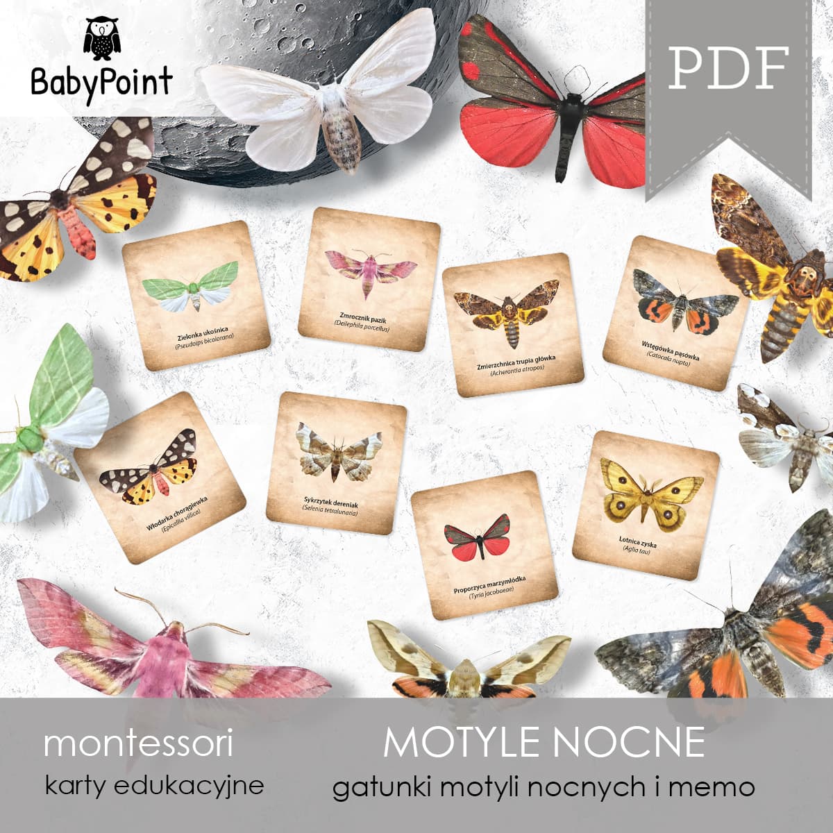 Motyle nocne 6