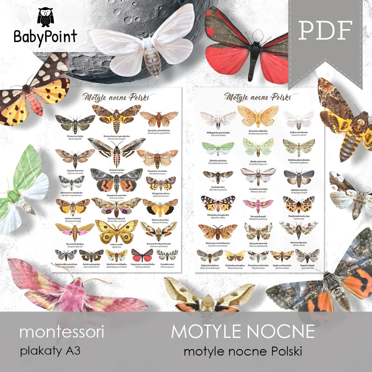 Motyle nocne 2