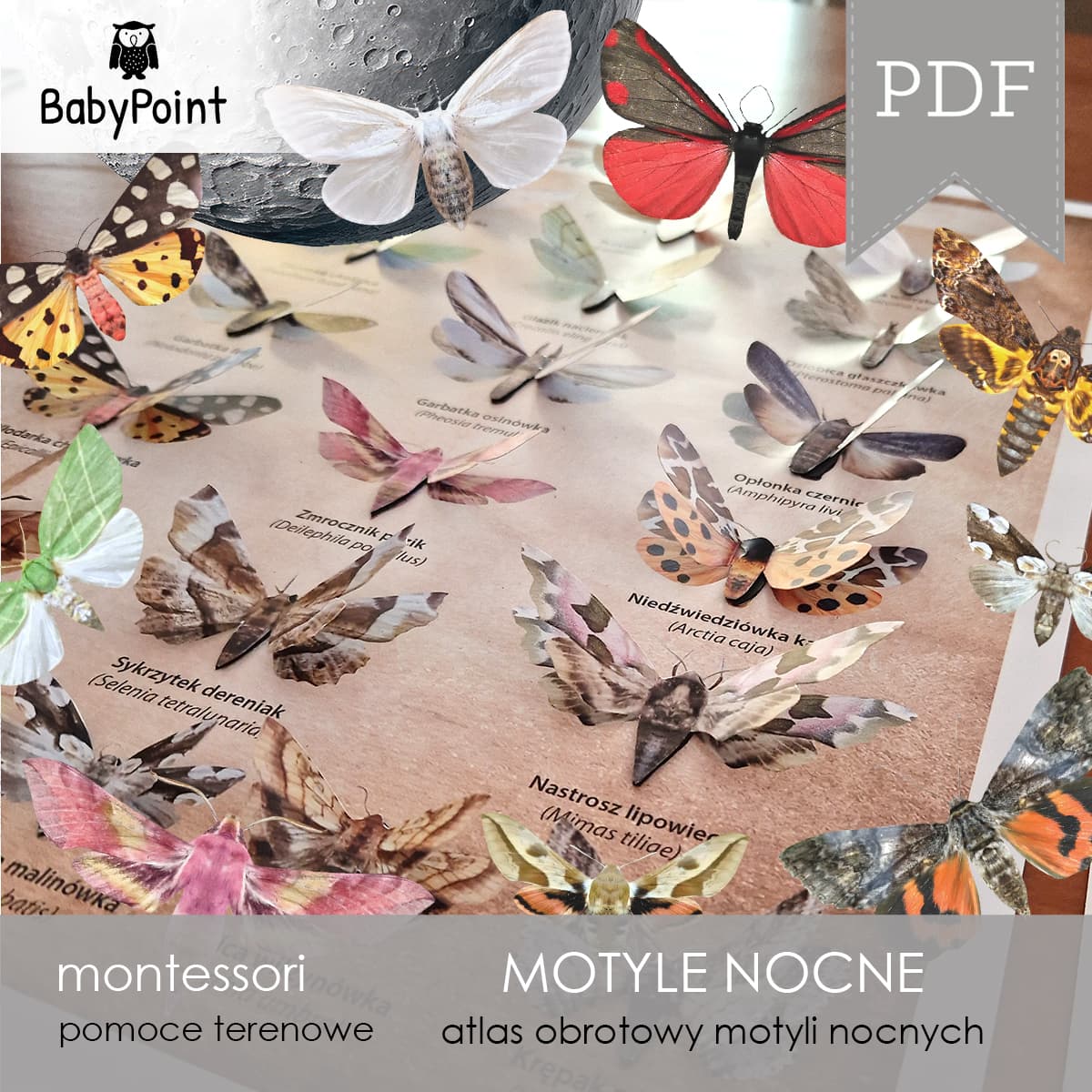 Motyle nocne 4