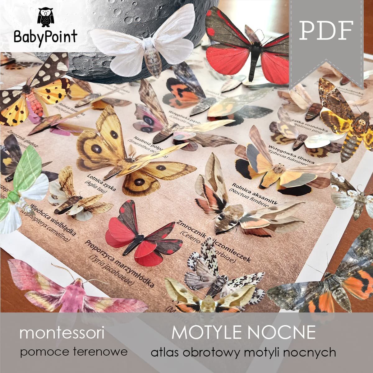 Motyle nocne 5