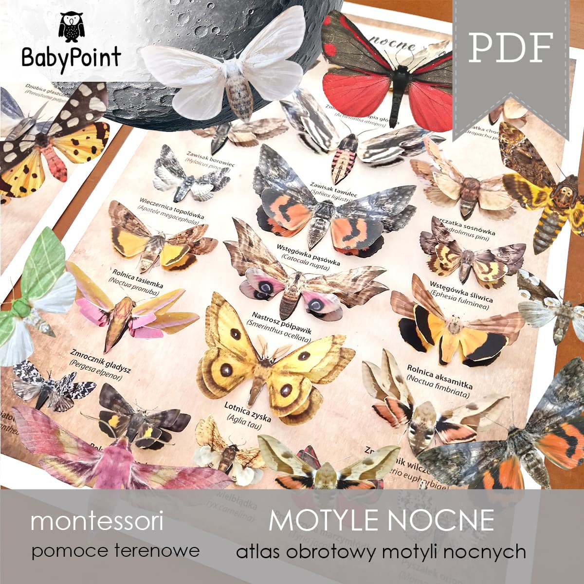 Motyle nocne 6