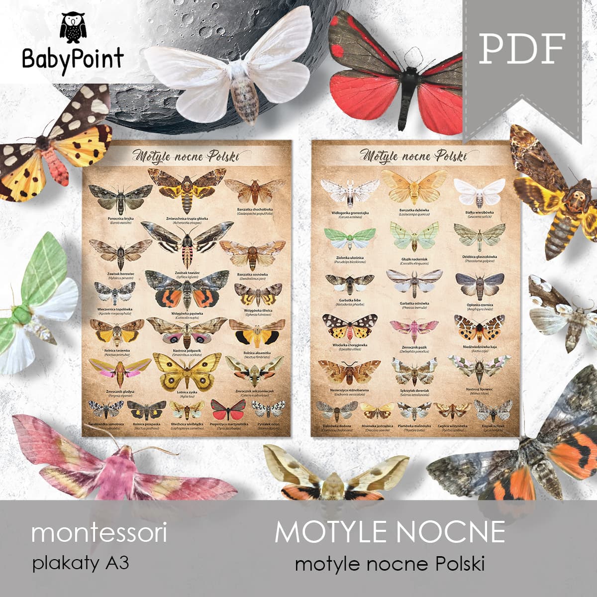 Motyle nocne