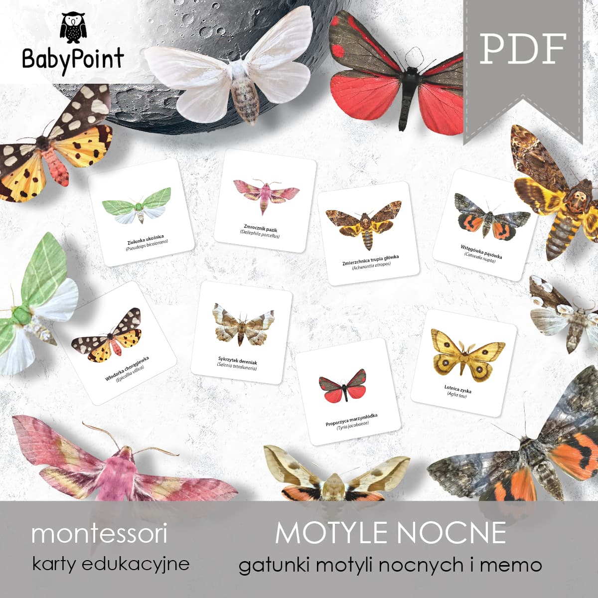 Motyle nocne 2