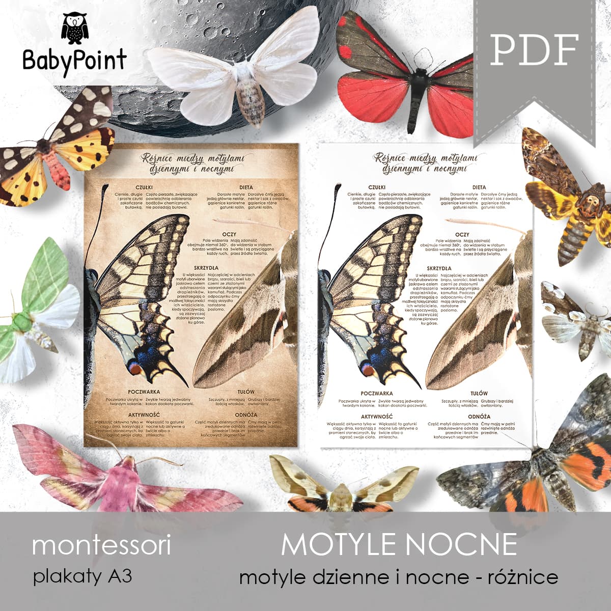 Motyle nocne vs. dzienne