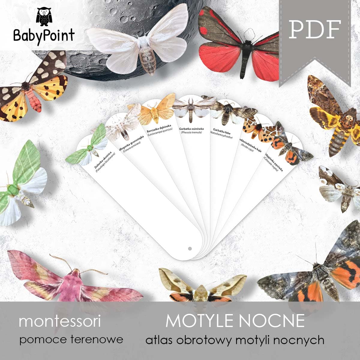 Motyle nocne 2