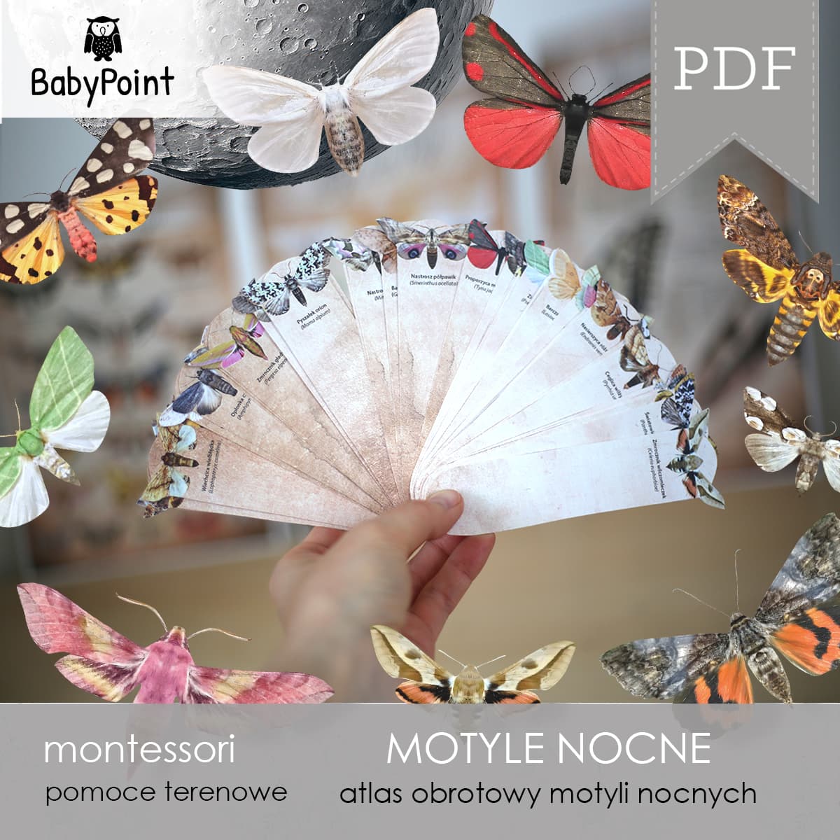 Motyle nocne 3