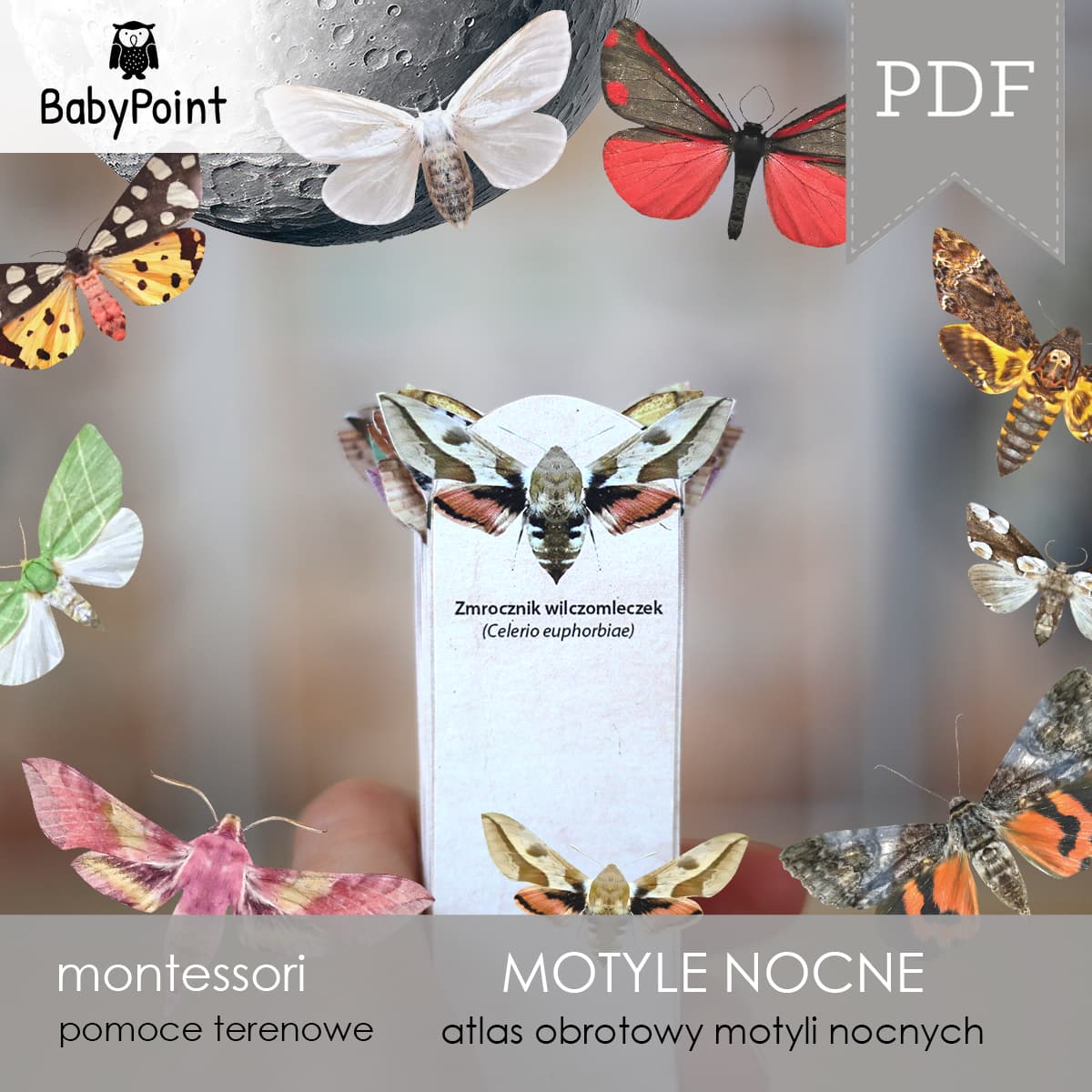 Motyle nocne 4