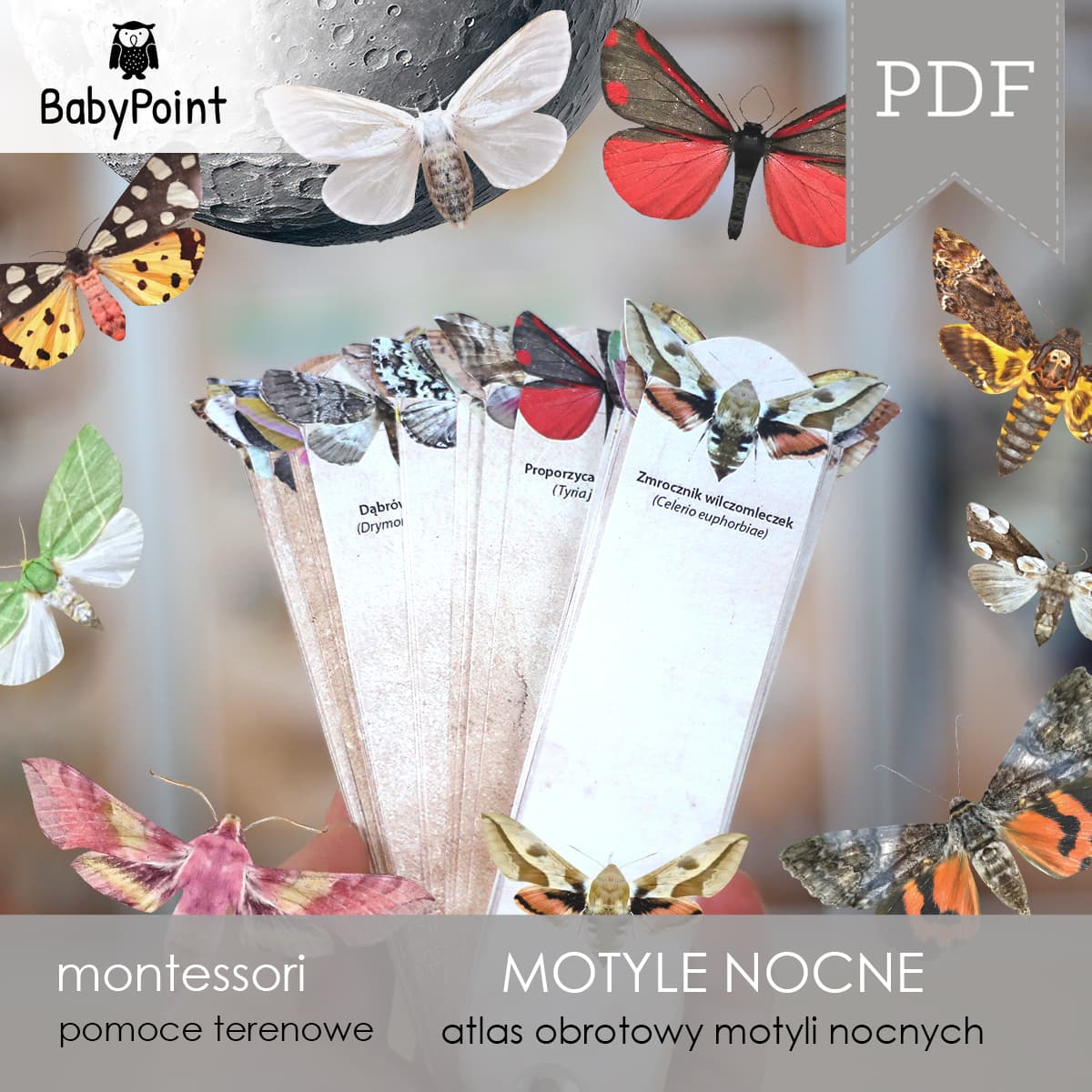 Motyle nocne 5