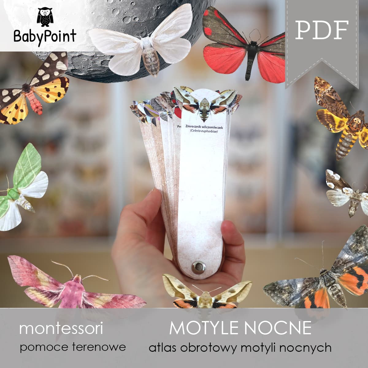 Motyle nocne 6