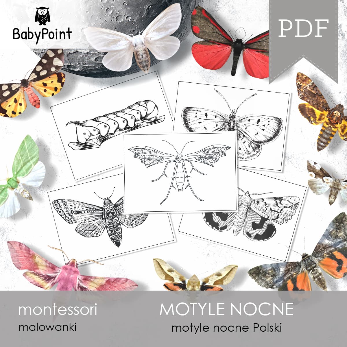 Motyle nocne