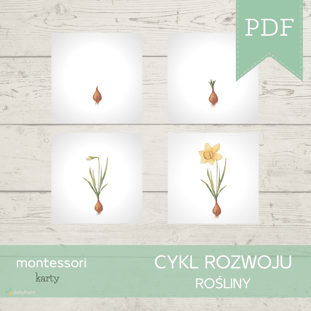Kwiaty wiosenne 3
