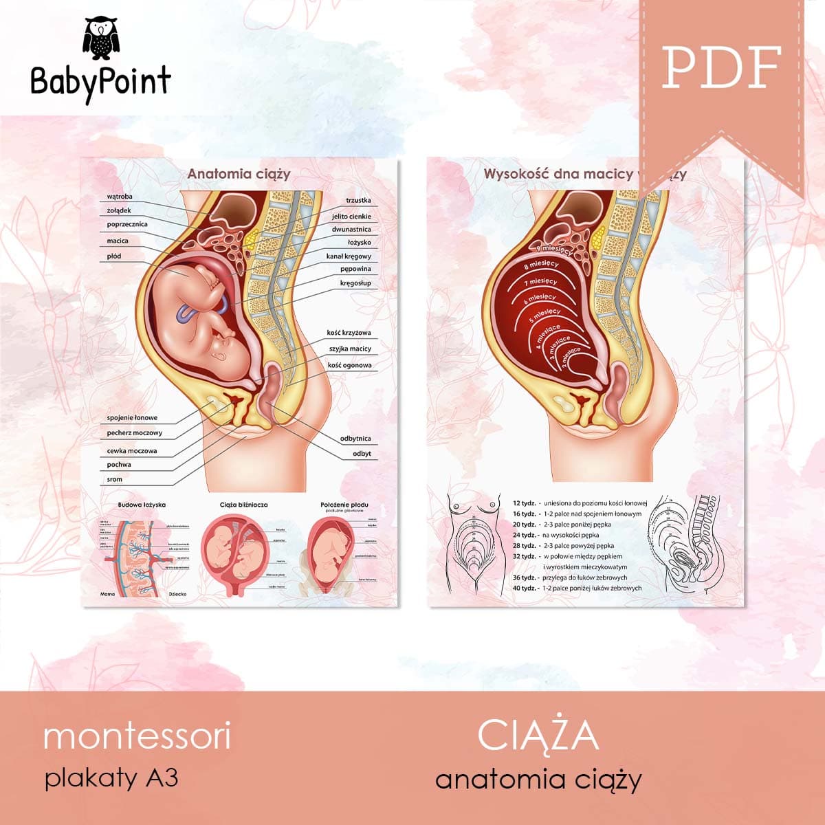 Anatomia ciąży