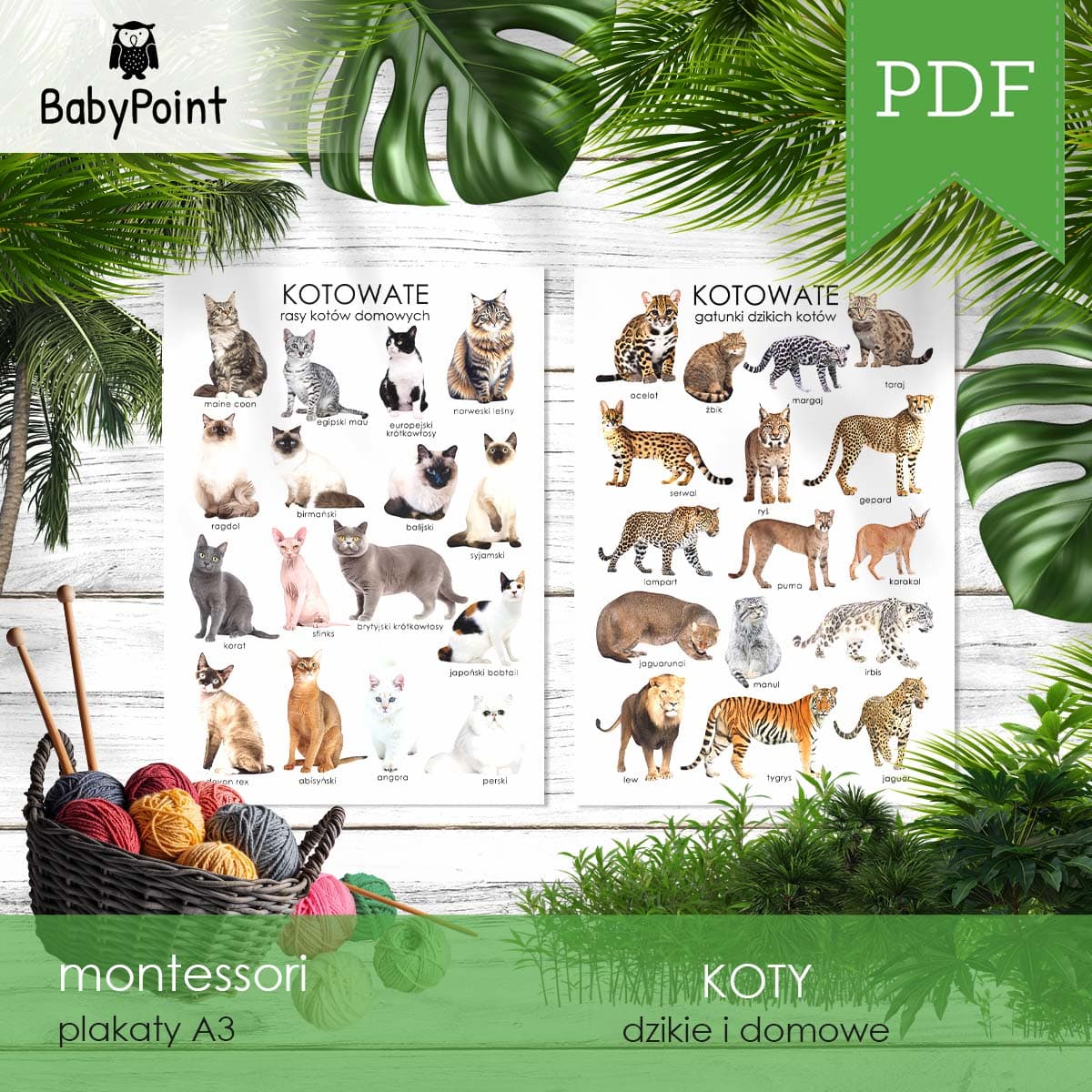 KOTY 4