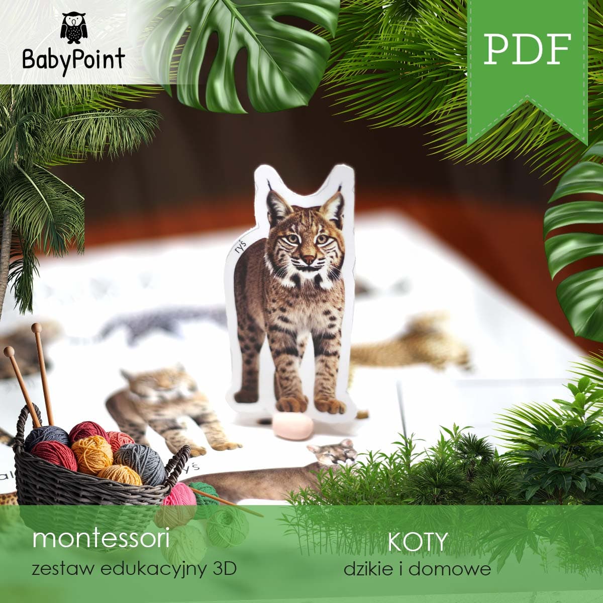 KOTY 1
