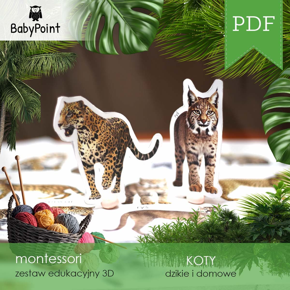 KOTY 5