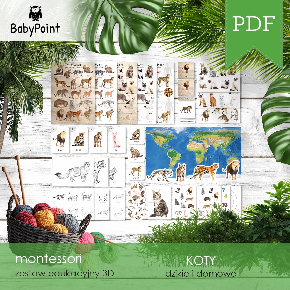 KOTY
